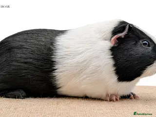 Guinea Pig rodents Dutch Guinea Pig - Advert 4