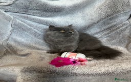 Persian cats for sale: Gentle natured blue Persian kitten (f) - Image 3