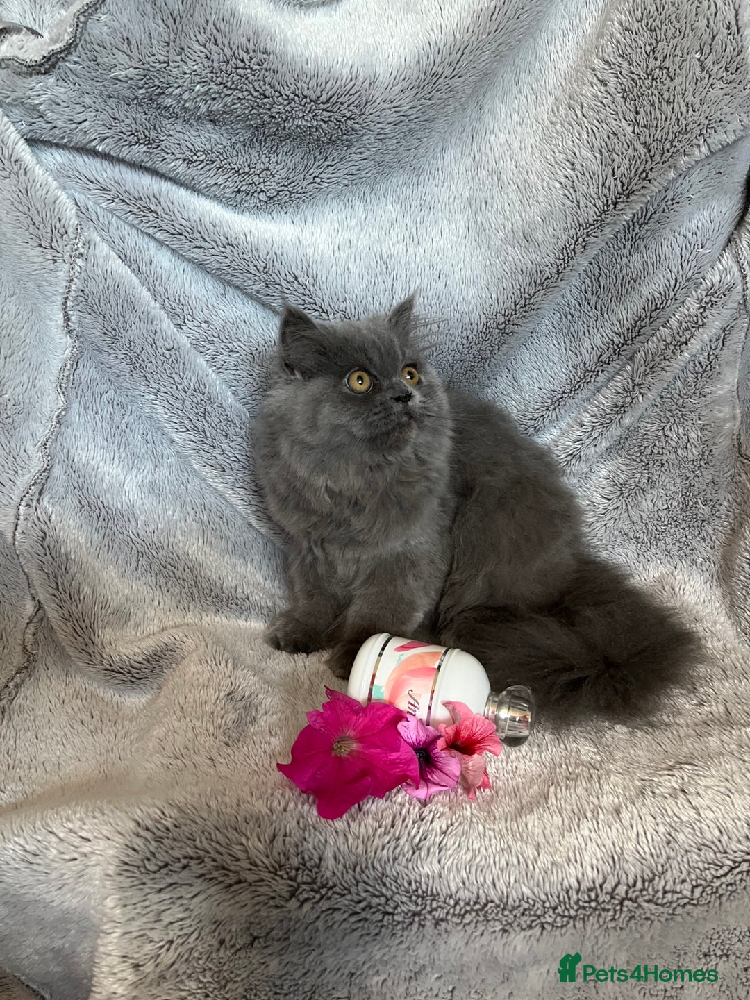 Persian cats for sale: Gentle natured blue Persian kitten (f) - Image 3
