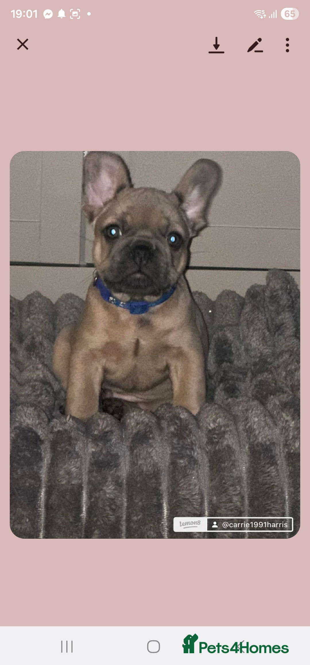 French Bulldog dogs for sale: Pure breed French bulldogs  - Advert 6