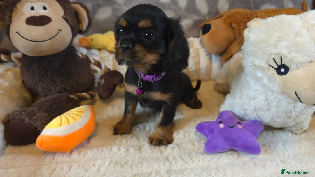 Cavalier King Charles Spaniel dogs for sale: KC and DNA health tested  - Advert 11