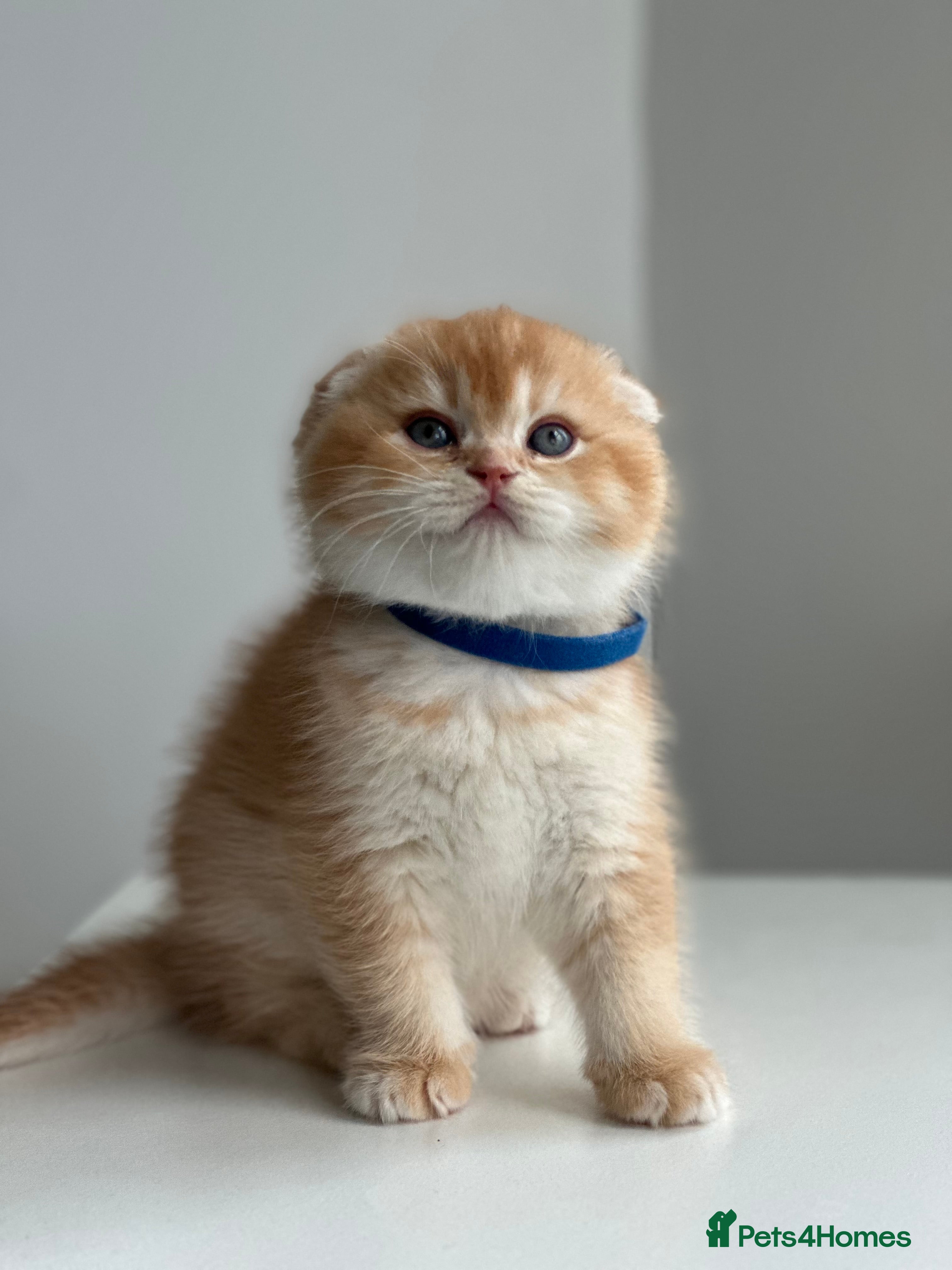Scottish Fold cats Scottish fold Kitten Healthy &Loving - Advert 2