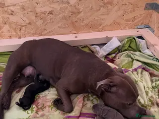 Staffordshire Bull Terrier dogs BEAUTIFUL PUPPIES in Barnet - Advert 2