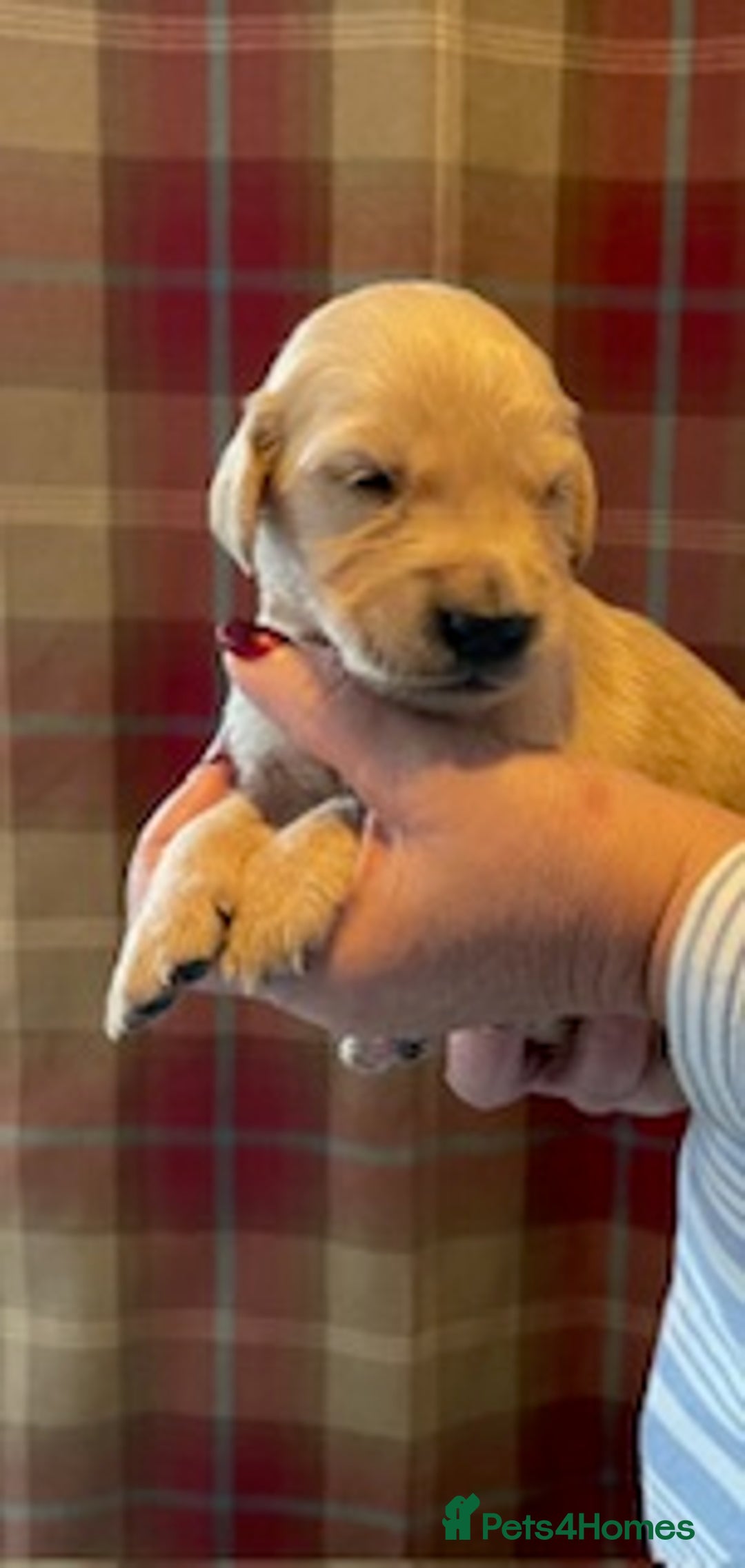 Golden Retriever dogs for sale: Beautiful Litter of Golden Retriever Puppies  - Advert 10