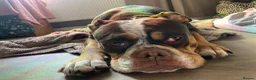 Old Tyme Bulldog dogs for sale: LAST TWO OLD TYME BULLDOG  - Advert 9