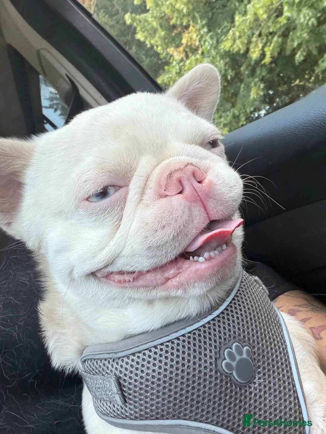 French Bulldog dogs for sale: Beautiful albino male  - Advert 2