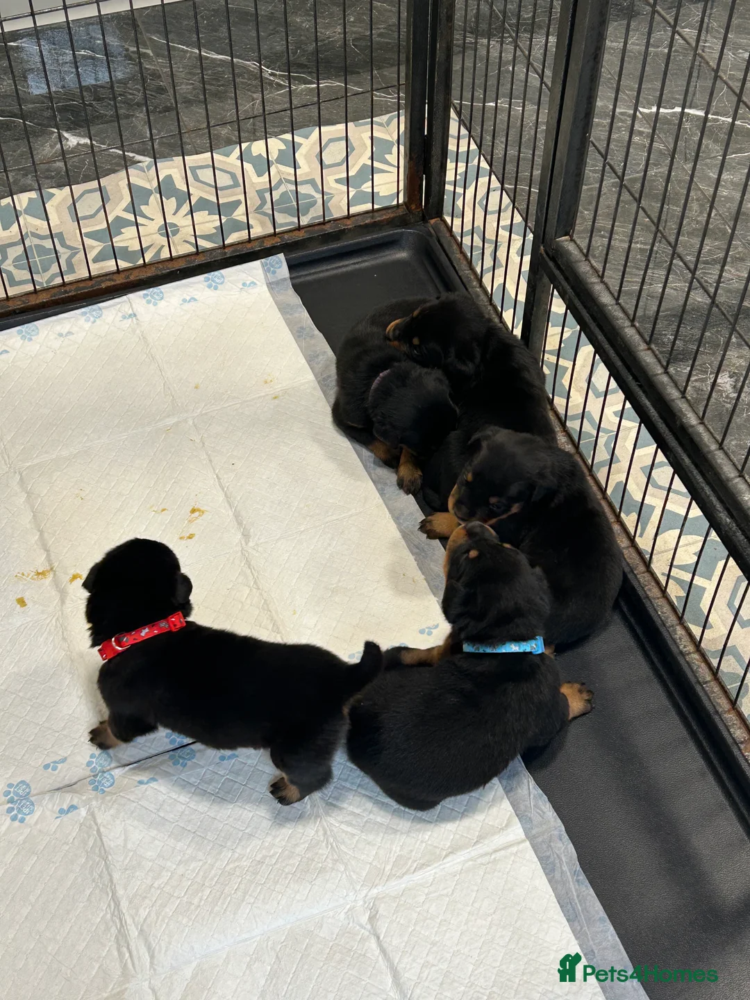 Rottweiler dogs for sale: Champion  bloodline Rottwiler Puppies  - Advert 17