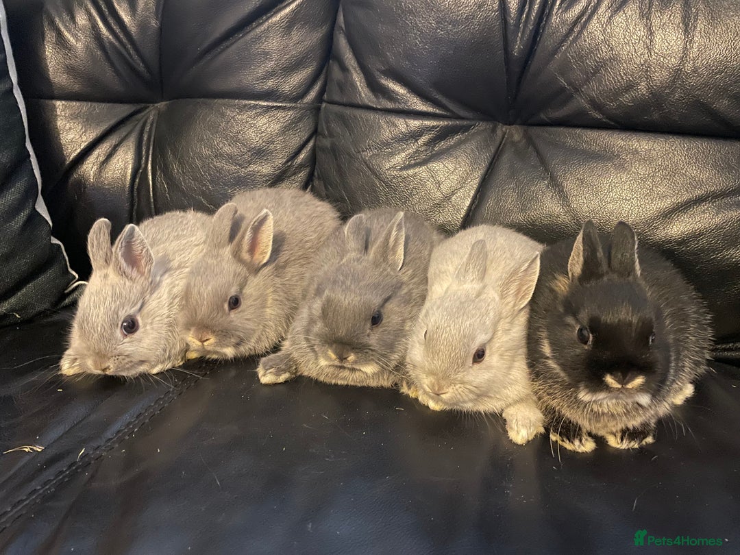 Netherland Dwarf rabbits for sale: NETHERLAND DWARF BABY RABBITS - Advert 4