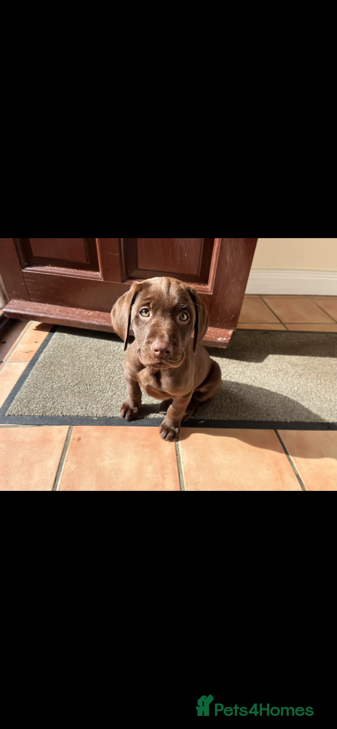 Labrador Retriever dogs for stud: Male Chocolate Labrador for stud  in Norwich - Advert 5