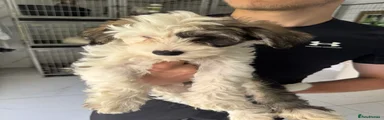 Chinese Crested Puppy 3