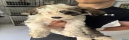 Chinese Crested dogs for sale: Chinese Crested pup in Chelmsford - Advert 2