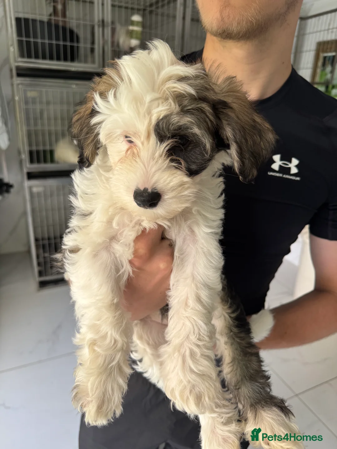 Chinese Crested dogs for sale: Chinese Crested pup in Chelmsford - Advert 2