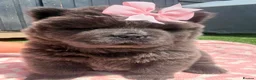 Chow Chow dogs for sale: 💙🧸💙 SOLID BLUE KC REGISTERED CHOW PUPPY 💙🧸💙 - Advert 26