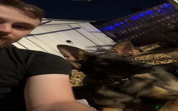 German Shepherd dogs for sale: Playful 5 Moth Old German Shepherd Male - Image 3