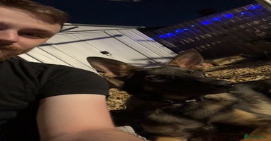 German Shepherd dogs - Advert 5