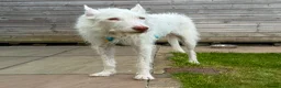 Ibizan Hound dogs for adoption: Babu - Stunning Spanish Podenco  - Advert 8