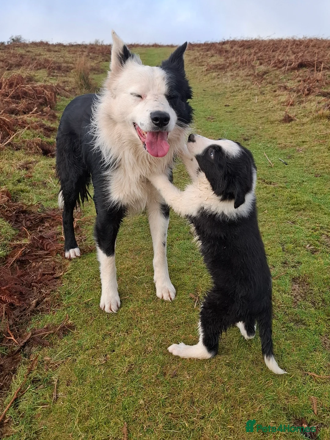 Border Collie dogs for sale: Border collie male pup - Advert 2
