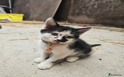 Mixed Breed cats for sale: Lovely friendly kittens for sale - Image 2