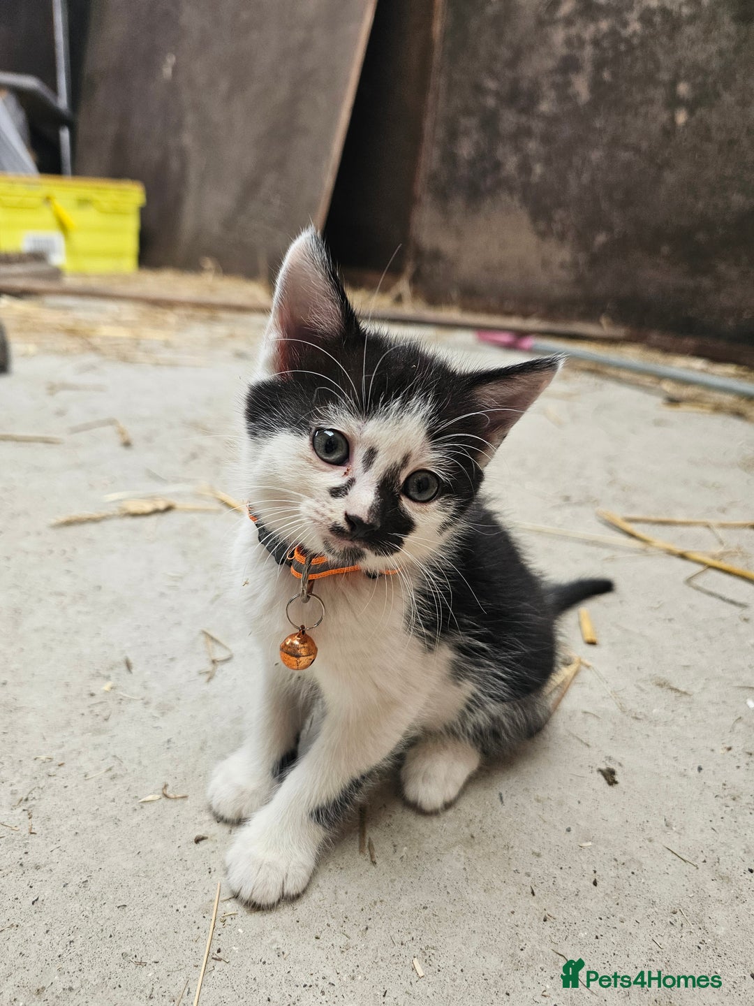 Mixed Breed cats for sale: Lovely friendly kittens for sale - Image 2
