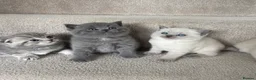 Scottish Fold cats for sale: Scottish Fold girl and British Shorthair boy - Advert 8