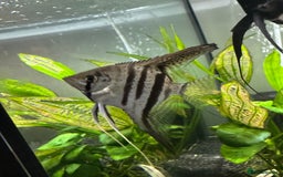 Angelfish fish for sale: X4 Medium Angelfish - Image 2