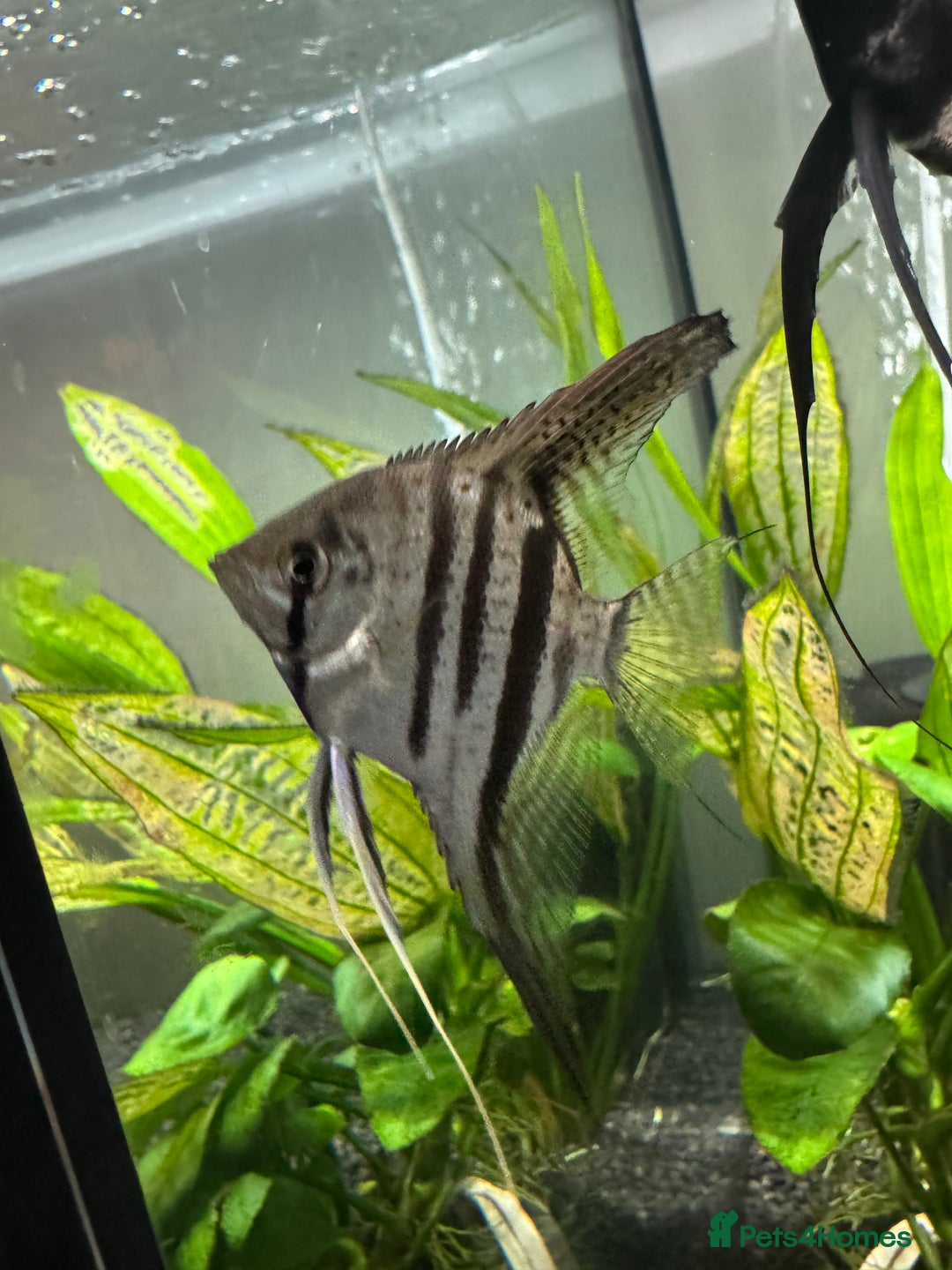 Angelfish fish for sale: X4 Medium Angelfish - Image 2