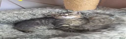 Mixed Breed cats for sale: Last kitten looking lovely new home  - Advert 1