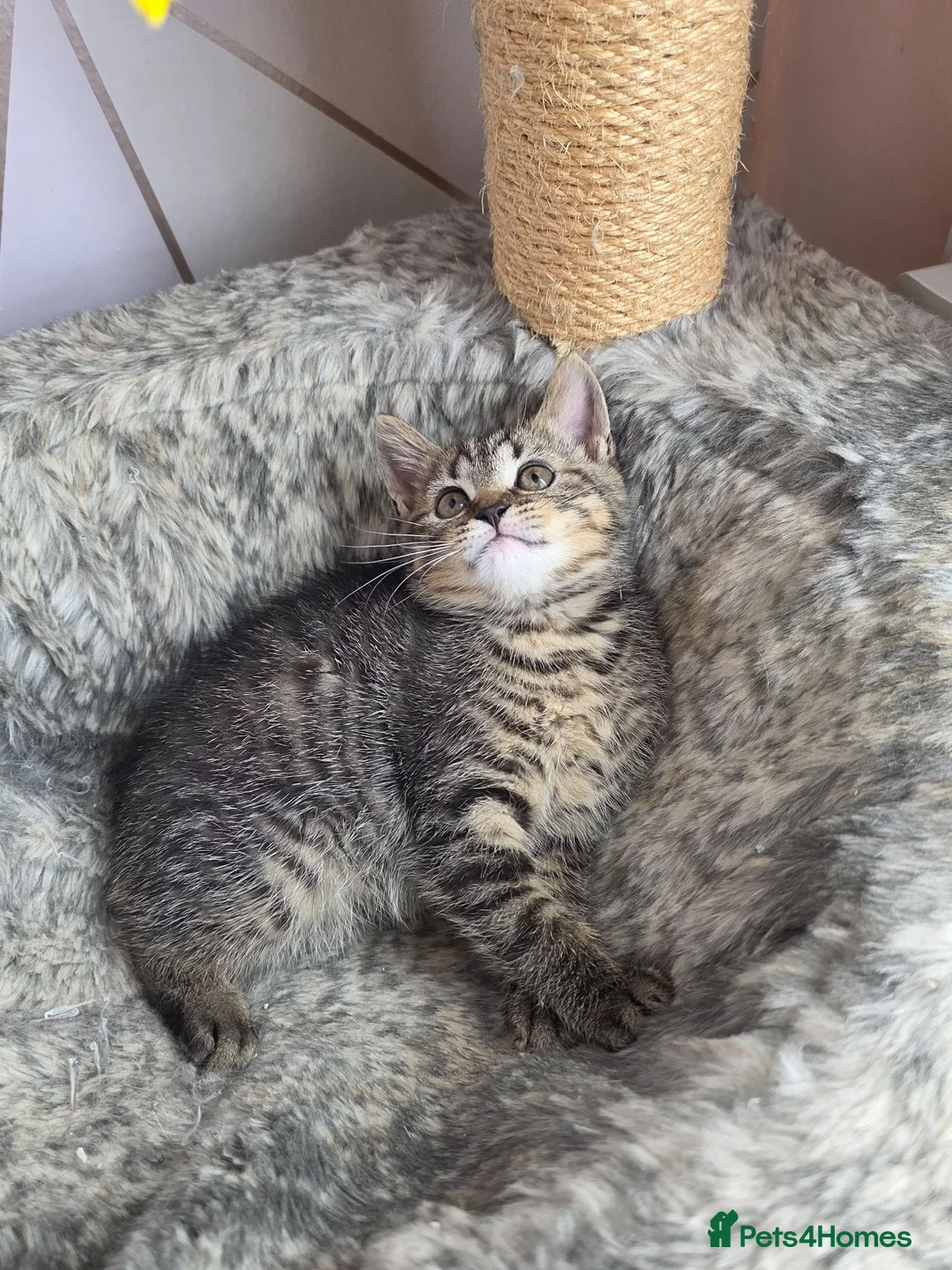 Mixed Breed cats for sale: Last kitten looking lovely new home  - Advert 1
