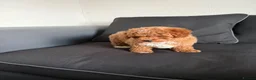 Poochon dogs for sale: Mini Poochon Teddy Bear - Advert 13
