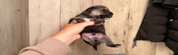 Mixed Breed dogs for sale: Border terrier x patterdale - Advert 7