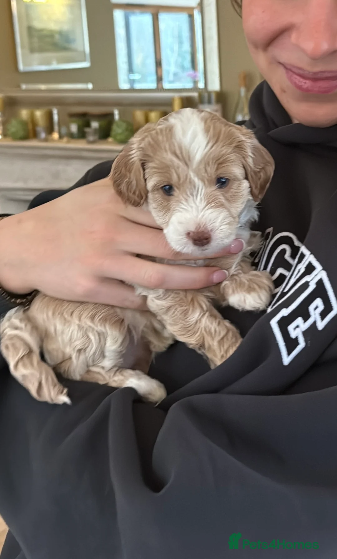 Labradoodle dogs for sale: Gorgeous 3rd Gen Miniature Labradoodle Puppies - Advert 3