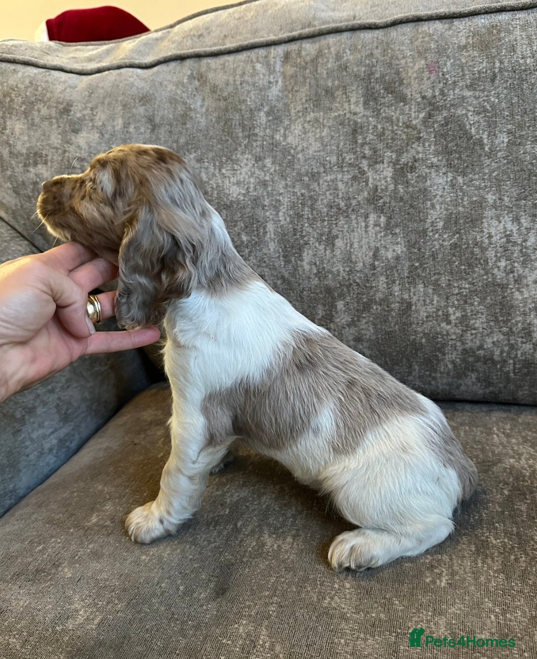 Sprocker dogs for sale: Beautiful sprocker puppies - Advert 11