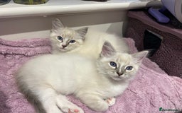 Ragdoll cats for sale: 😻 2 HANDSOME 11 WEEK OLD MALE RAGDOLL KITTENS 😻 - Image 11