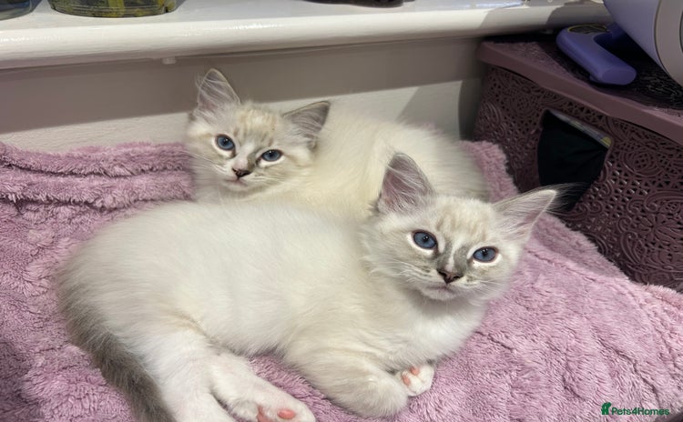 Ragdoll cats - Advert 11