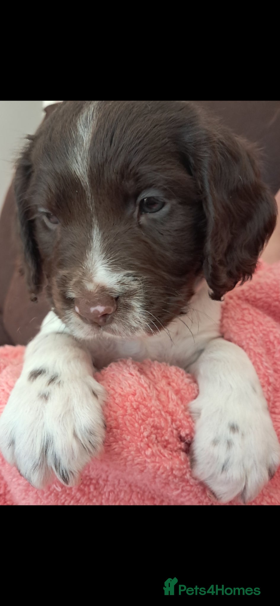 English Springer Spaniel dogs Stunning, English springer spaniels  - Advert 2
