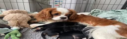 Cavalier King Charles Spaniel dogs for sale: Schnauzerlier,(cavalier x schnauzer)  - Advert 3
