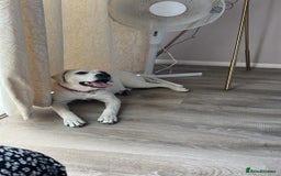 Labrador Retriever dogs for sale: Labrador retriever needed a new home  - Image 1
