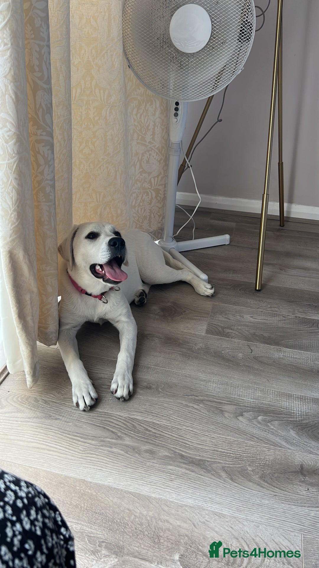 Labrador Retriever dogs for sale: Labrador retriever needed a new home  - Image 1