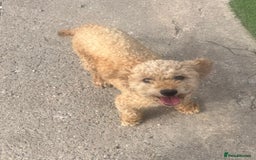 Cavapoo dogs for sale: Cavapoo puppies for sale  - Advert 4