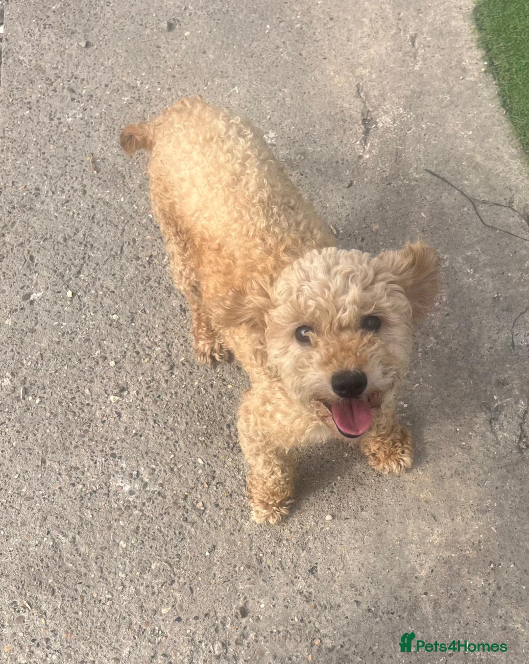 Cavapoo dogs for sale: Cavapoo puppies for sale  - Advert 4