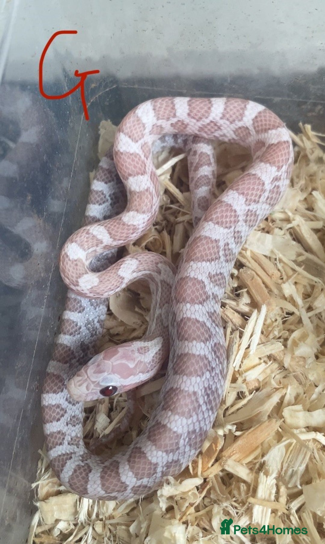 Corn Snake reptiles for sale: Shatter/ Shatter Type Cornsnake Hatchlings - Image 5