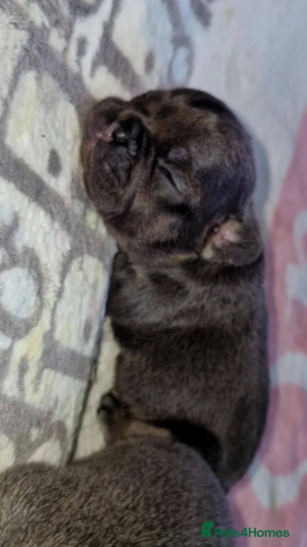 French Bulldog dogs for sale: Frenchie 🐾🐾 last little girl  - Advert 21