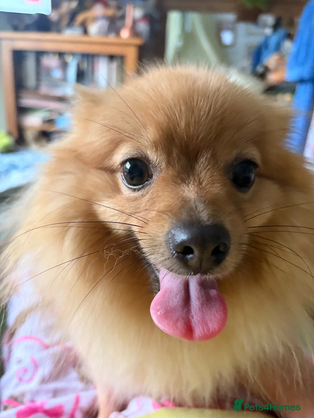 Pomeranian dogs for sale: Pomeranian  - Advert 15