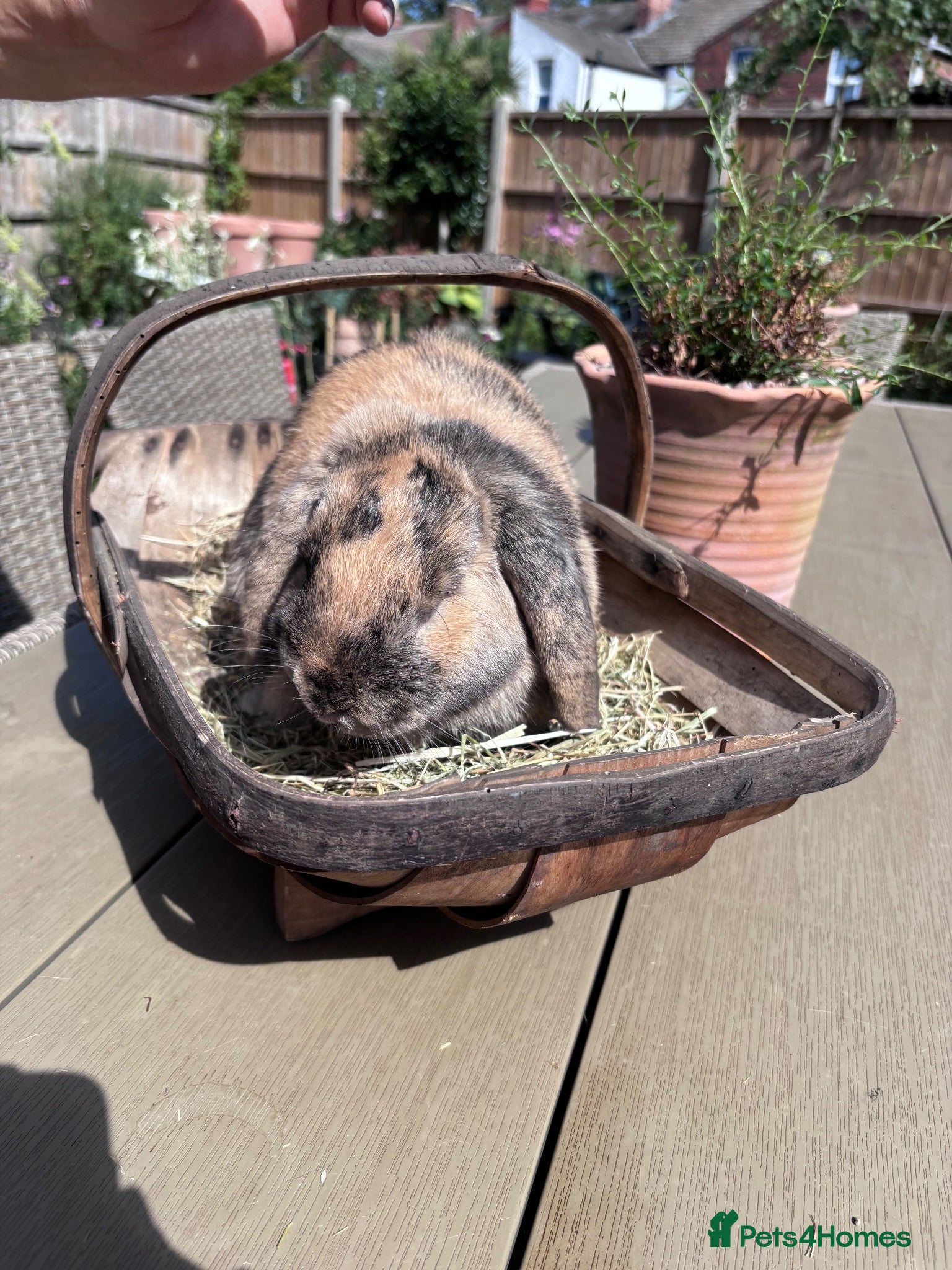 Mini Lop rabbits 2 Mini Lop boys 6 months old - Advert 1