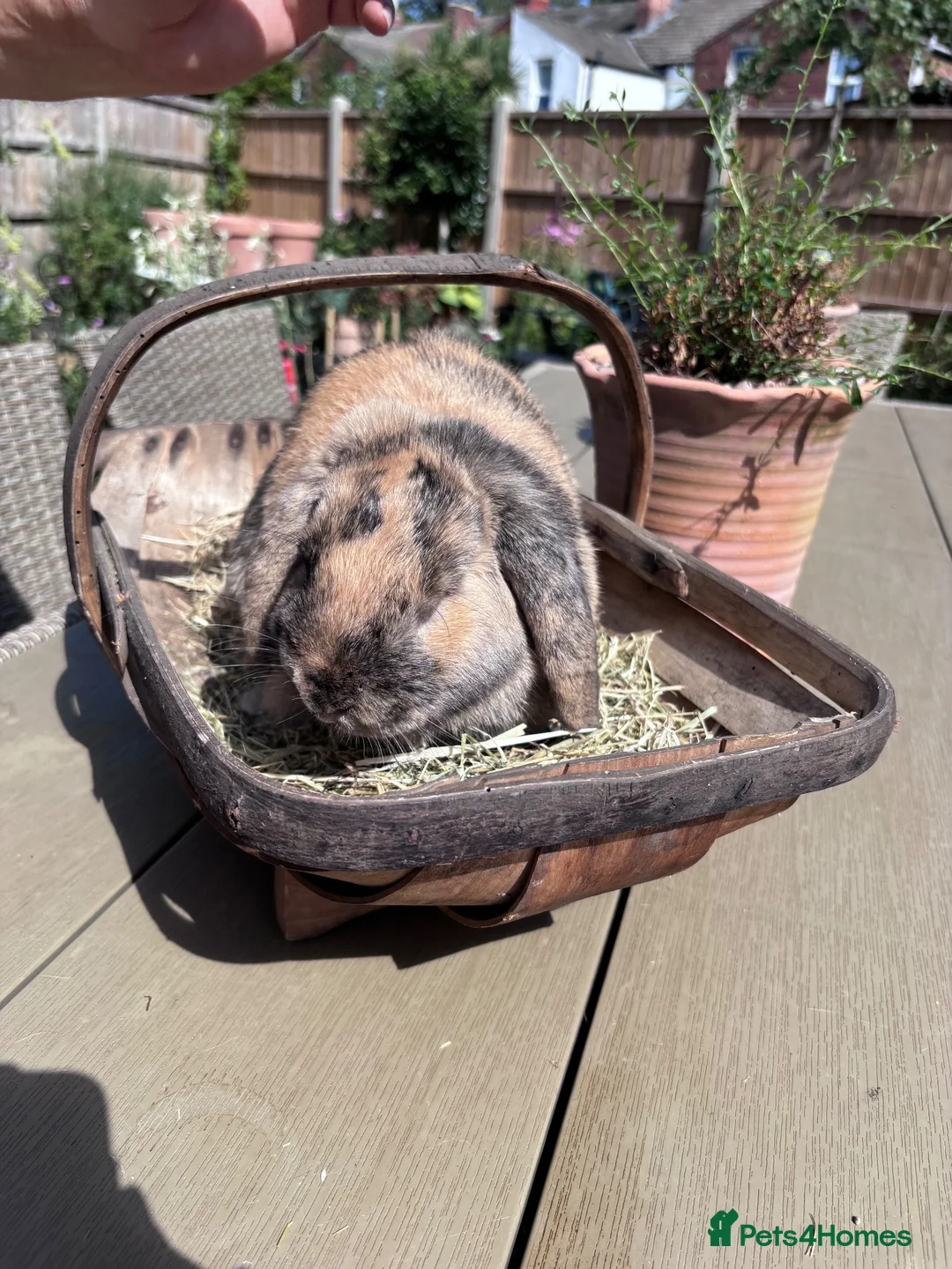 Mini Lop rabbits for sale: 2 Mini Lop boys 6 months old in Lincoln - Advert 1