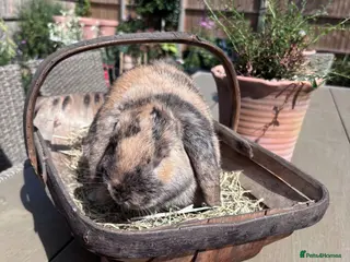 Mini Lop rabbits 2 Mini Lop boys 6 months old - Advert 1