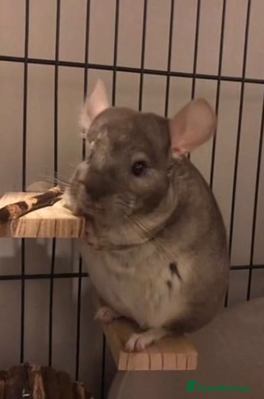 Chinchilla rodents Rehome  - Advert 1