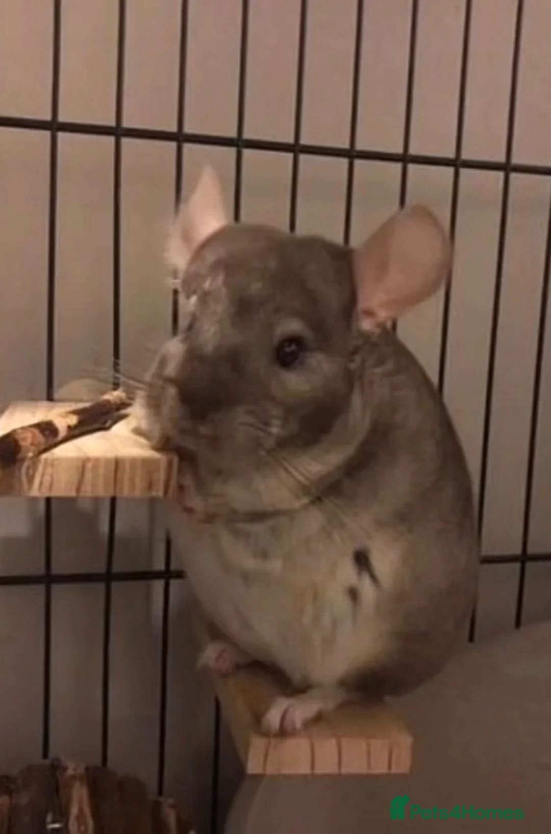 Chinchilla rodents for sale: Rehome  in Preston - Advert 1