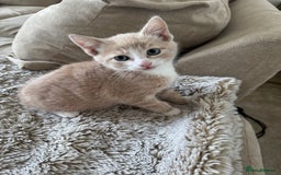 Mixed Breed cats for sale: 3 kittens for sale - Image 4