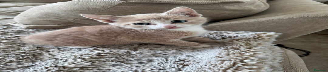 Mixed Breed Kitten 1